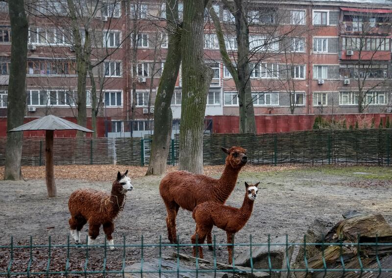 Alpacas at Kyiv Zoo. Reuters