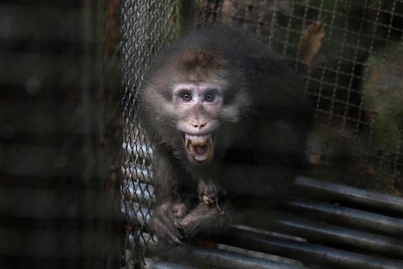 A monkey bares its teeth at visitors in an animal shelter that is part of tourist site in Wuyishan in eastern China's Fujian. AP Photo