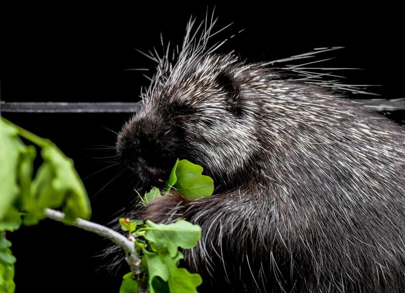 North American porcupine (Erethizon dorsatum) eats in his enclosure in Dresden Zoo in Dresden, German.  EPA