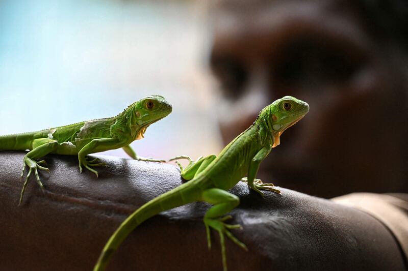 A handler displays newly born American green Iguanas at the Snake Park in Chennai. AFP