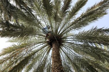 Barakat Ali climbs a tree at an Emirati date farm in Al Ain. Chris Whiteoak / The National
