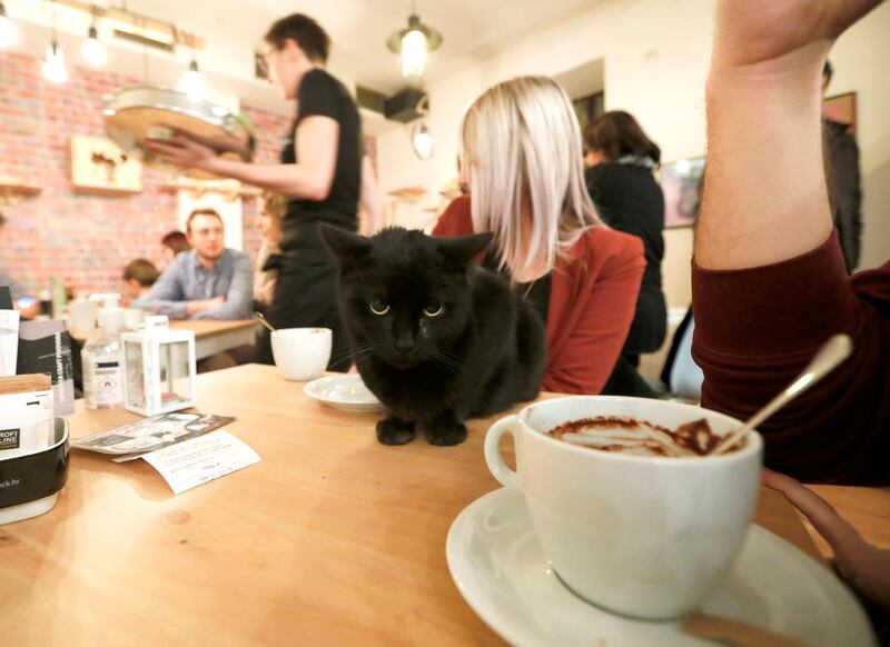 epa06336249 Customers drink beverages as a cat sits on their table at the Cat Cafe in downtown Zagreb, Croatia, 17 November 2017. Some coffee shops and pubs in the Croatian capital are specializing lately in an enriched offer for their clients, apart from serving drinks: the possibility that their guests to enjoy their visit in the company of animals. In the 'Cat Cafe', customers can have coffee and pet cats at the same time, watch them sleep or play, give them treats or let them nap in their lap.  EPA/ANTONIO BAT
