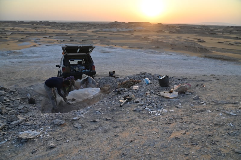 Palaeontologists excavate fossils 