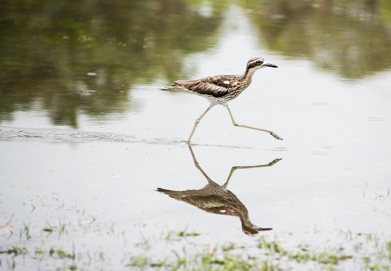 A Curlew looking for food in Cairns, Queensland, Australia. Australian Bureau of Meteorology