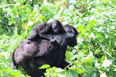 Mountain gorillas were victims of snares during the pandemic as poaching increased in Uganda. Photo: Zebek