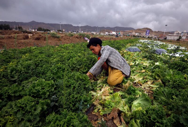 A farmer works in a field ahead of Earth Day, in Sanaa, Yemen. Restore Our Earth is the theme of this year's Earth Day. EPA