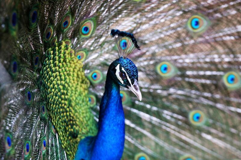 A peacock in its enclosure at the Kuwait Zoo. AFP