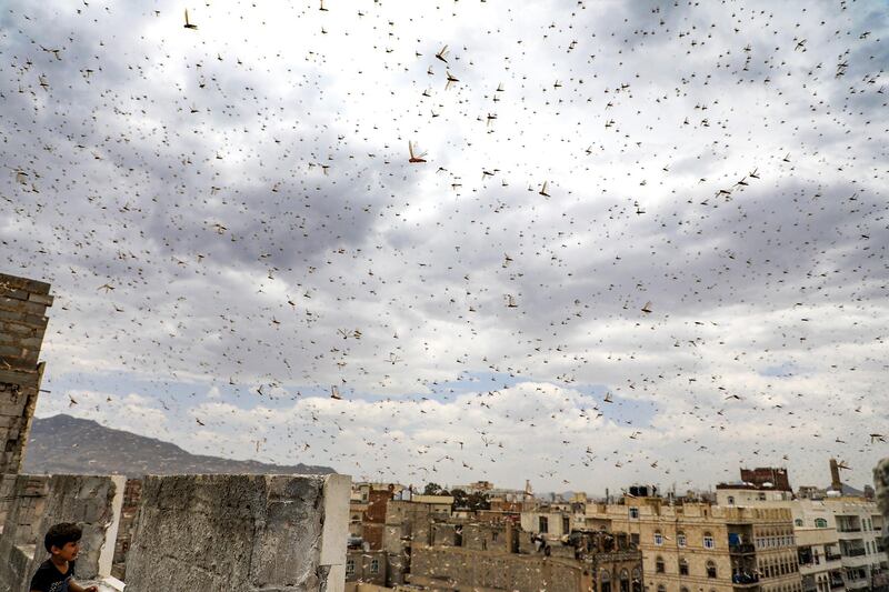 Locusts swarm the sky over the Huthi rebel-held Yemeni capital Sanaa on July 28, 2019.  / AFP / Mohammed HUWAIS
