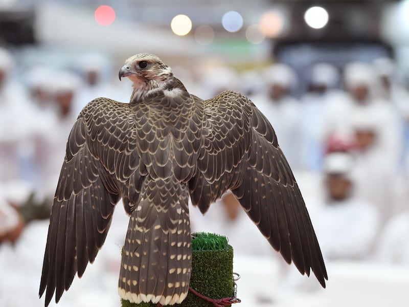 Falconry is a key feature of the UAE's identity and remains a popular pastime.