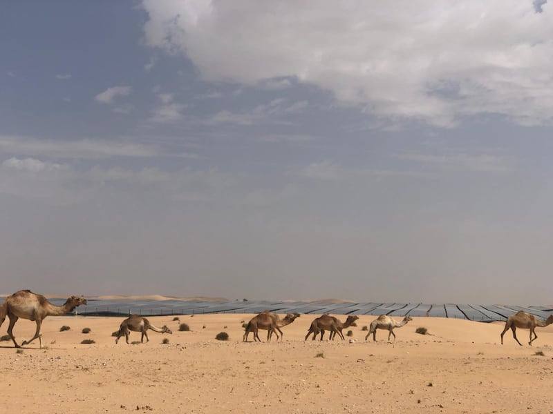 A herd of camels graze close to the sprawling solar park in Sweihan. Courtesy: Noor Abu Dhabi
