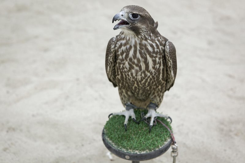 A captive falcon belonging to falconer Bader Muhareb Al Deeri lives Kabd, Kuwait.