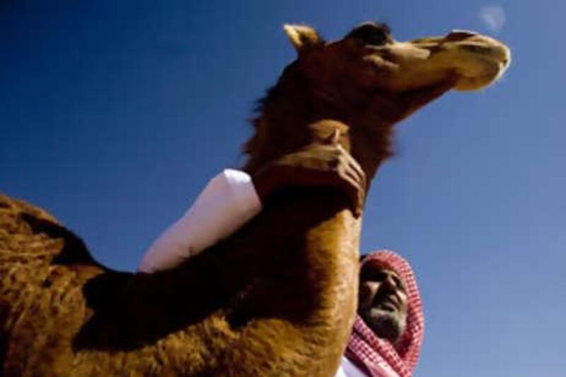 Ali Al Derri calms one of his camels while at his camp located on the grounds of the Mazayina Dhafra Camel Festival 2009 in Madinat Zayed.