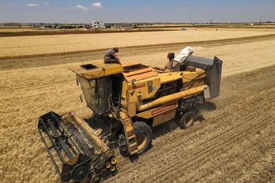 Wheat is harvested on the outskirts of the rebel-held Syrian city of Idlib. AFP