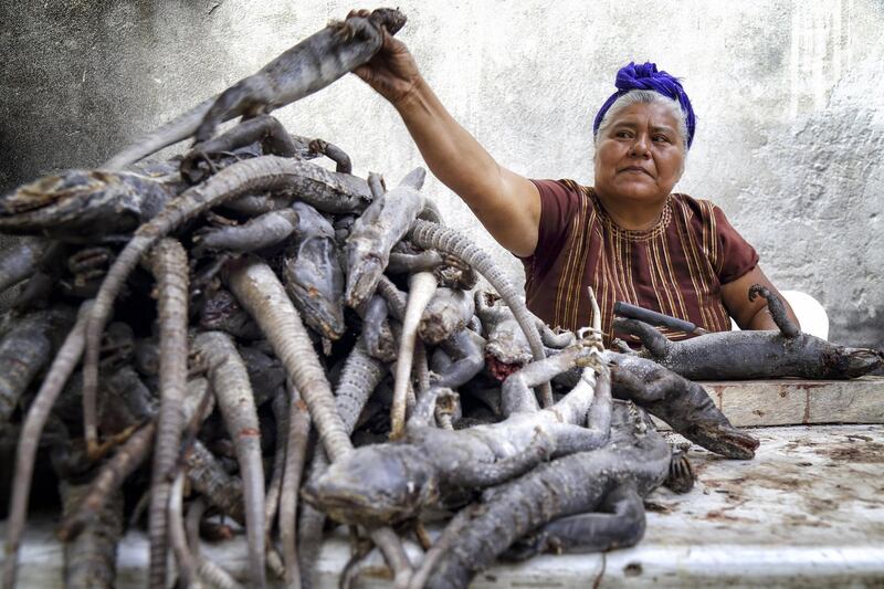 Rosalba Quintana selects iguanas to prepare for making Tamales as part of the traditional celebrations of the Holy Week in Juchitan, Mexico. Luis Villalobos / EPA