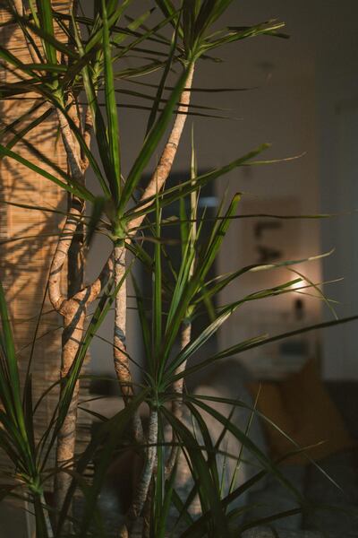 Drainage is paramount for indoor plants. Unsplash