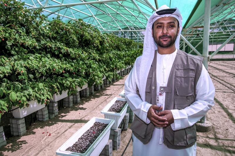 Abu Dhabi, United Arab Emirates, March 16, 2020.  The UAE’s first raspberry and blackberry model farm, a project by the Abu Dhabi Agricultural and Food Safety Authority at Tarif-Liwa road, Al Dhafra region.
--Mohamed Al Muhairi, senior agricultural technician, ADAFSA.
Victor Besa / The National
Reporter:  Sophia Vahanvaty 
Section:  NA