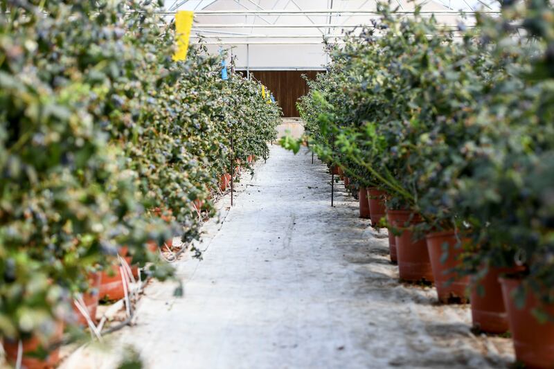 The farm has 20 greenhouses for growing blueberries.