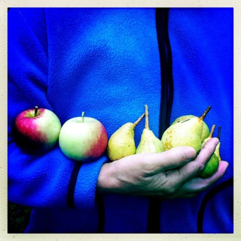 Silvia Razgova's iPhone food shoot: Pears and apples straight from the tree. Silvia Razgova / The National
