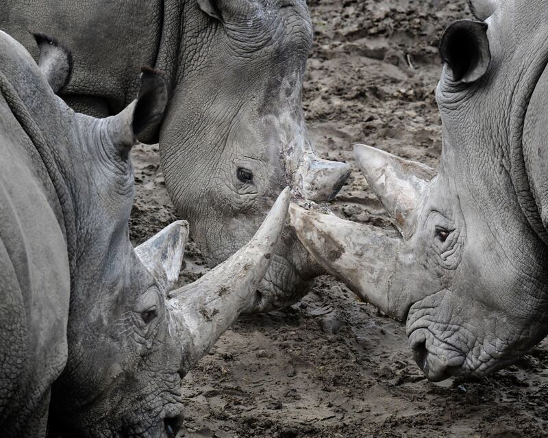 Three rhinos touch horns in the wildlands zoo in Emmen, in the Netherlands, where Elena the rhino drowned.