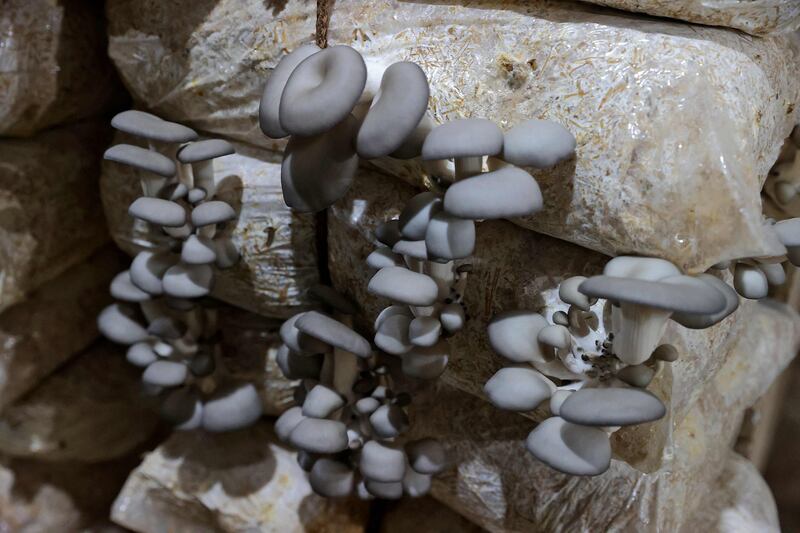 Oyster mushrooms growing in a humid basement at the Al-Amal farm. The group of young Syrians gained experience during the five-year siege of the Ghouta region by President Bashar Al Assad's regime forces, between 2013 and 2018, when they started producing the fungi in small quantities to cope with the limited food supply and as a replacement for meat.