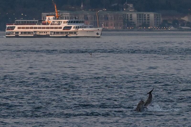 Two dolphins jump into the Bosphorus with a low boat traffic in the natural strait in Istanbul.   AFP