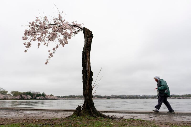 A visitor walks past a blooming Yoshino cherry tree on the edge of the Tidal Basin on a rainy Sunday, March 28, 2021, in Washington. The 2021 National Cherry Blossom Festival celebrates the original gift of 3,000 cherry trees from the city of Tokyo to the people of Washington in 1912. (AP Photo/Carolyn Kaster)