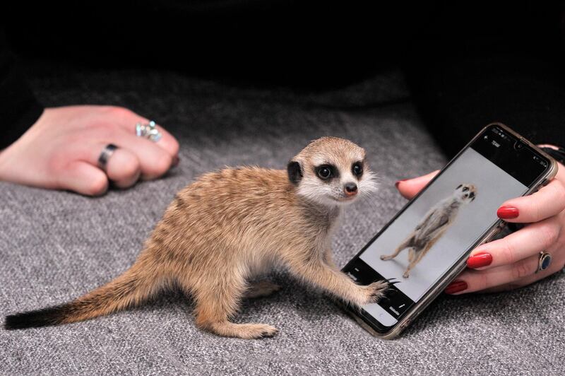 Zulu, the youngest meerkat at Budapest Zoo is shown an image of itself by her caretaker in her home in Budapest, Hungary.  EPA