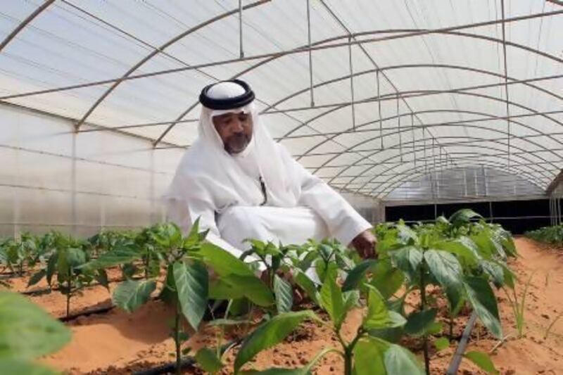 A man tends to his modern farm in Abu Dhabi. The National