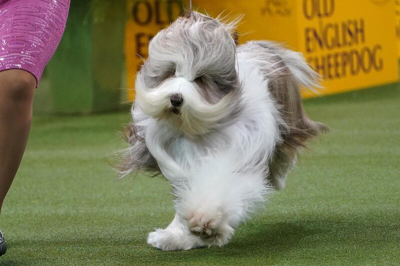 Air in my hair: A dog competes at the 2020 Westminster Kennel Club Dog Show at Madison Square Garden on February 10, 2020. Reuters