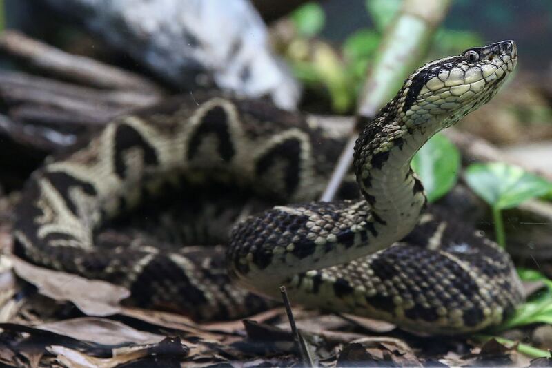 The jararacussu pit viper is one of the largest serpents in Brazil, measuring up to two metres long. Reuters