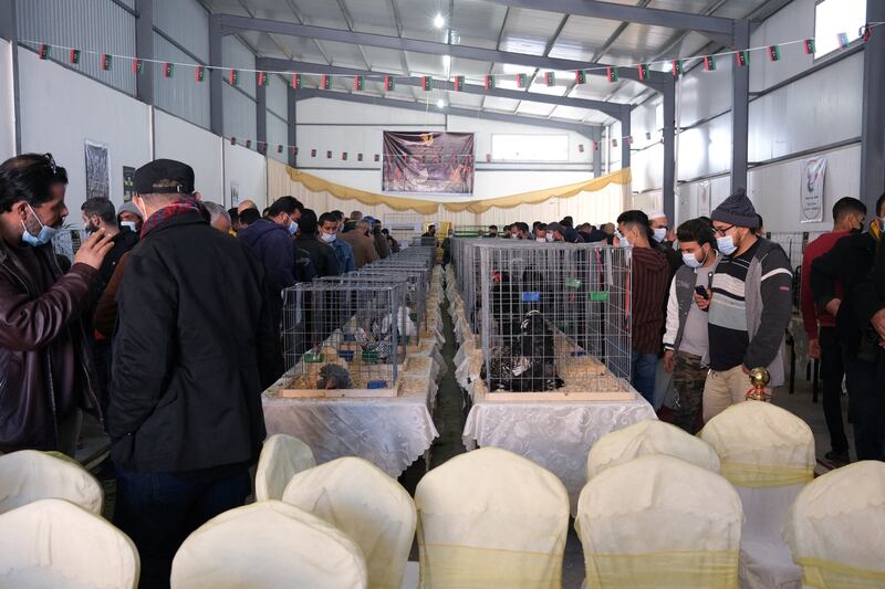 .People take a closer look at the chickens competing.