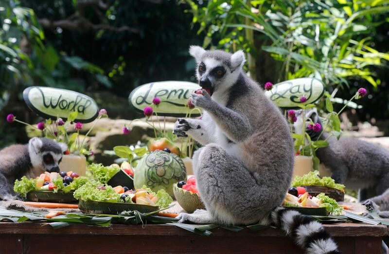 A ring-tailed lemur sits on a table, eating fruits at Bali Zoo on the occasion of "World Lemur Day" in Bali, Indonesia on October 29, 2020. AP Photo