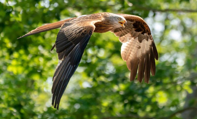 A red kite flies during a bird show at the Tripsdrill wildlife park near Cleebronn, Germany. EPA