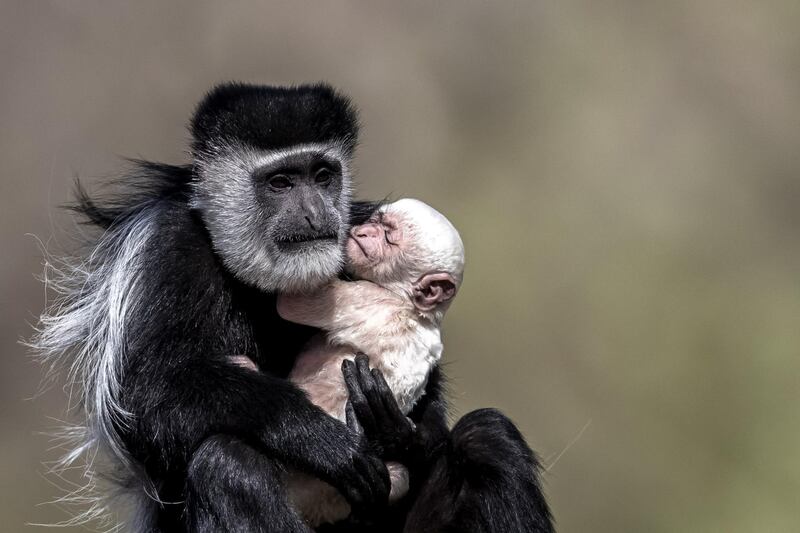 A mantled guereza holds a newborn baby in her enclosure at the Zoo in Prague, Czech Republic. Martin Divisek / EPA