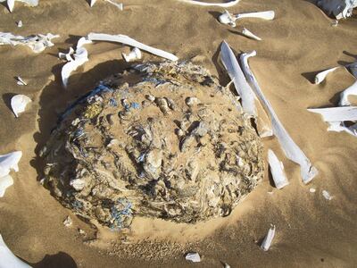 The waste forms huge lumps inside the animals' stomachs called "polybezoars". The photos show some of these lumps found inside camel skeletons in the desert in the UAE. courtesy: Dr Ulrich Wernery of the Central Veterinary Research Laboratory in Dubai. (To go with Daniel Bardsley)
