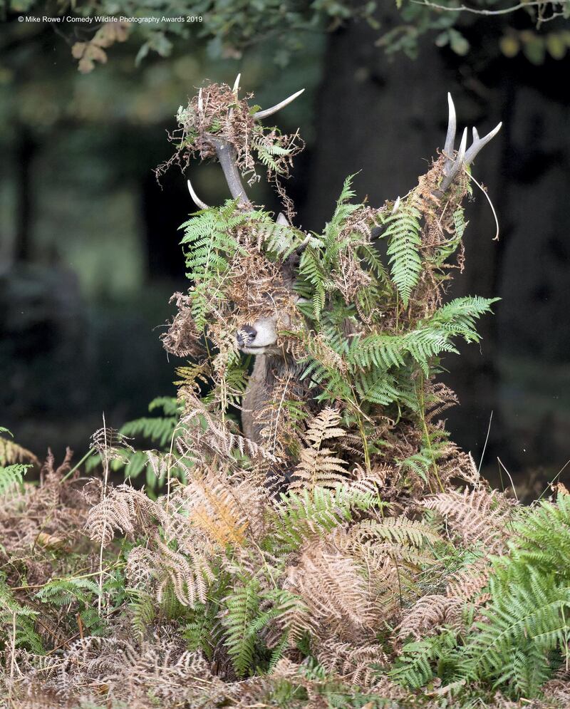 The Comedy Wildlife Photography Awards 2019
Mike Rowe
Farnham
United Kingdom
Phone: 07790 225268
Email: mikerowephoto@outlook.com
Title: Deer - What Deer?
Description: Shooting the Red Deer rut in Richmond Park, I noticed this deer covered in bracken.  It's not unusual for them to adorn themselves with bracken and grass, but this one's taken it to extremes.
Animal: Red Deer
Location of shot: Richmond Park