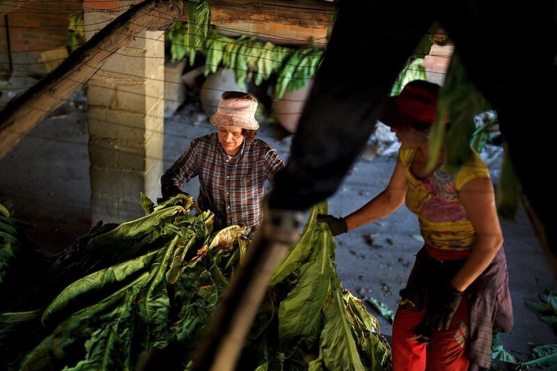 Workers prepare dark tobacco plants to be hung at a traditional tobacco drying warehouse during the tobacco harvest on August 14, 2014 near Jarandilla de la Vera. Pablo Blazquez Dominguez / Getty Images