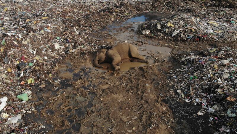 The body of a wild elephant lies in an open landfill in Pallakkadu village in Ampara district, about 210 kilometers (130 miles) east of the capital Colombo, Sri Lanka, Thursday, Jan.  6, 2022.  Conservationists and veterinarians are warning that plastic waste in the open landfill in eastern Sri Lanka is killing elephants in the region, after two more were found dead over the weekend.  Around 20 elephants have died over the last eight years after consuming plastic trash in the dump.  Examinations of the dead animals showed they had swallowed large amounts of nondegradable plastic that is found in the garbage dump, wildlife veterinarian Nihal Pushpakumara said.  (AP Photo / Achala Pussalla)