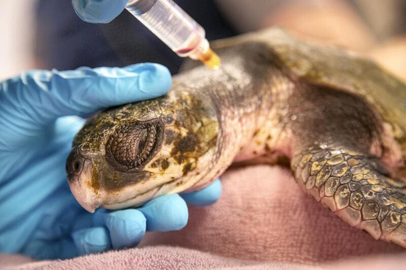 A critically ill kemp’s ridley sea turtle is given life saving medical treatment at the New England Aquarium, near Boston, USA.