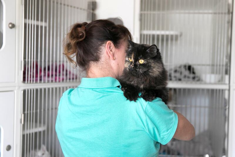 DUBAI, UNITED ARAB EMIRATES - AUGUST 24, 2018. 

Missy, a persian, is up for adoption at Animal Specialist Clinic in Al Wasl. (Photo by Reem Mohammed/The National)

Reporter: 
Section:  NA STANDALONE