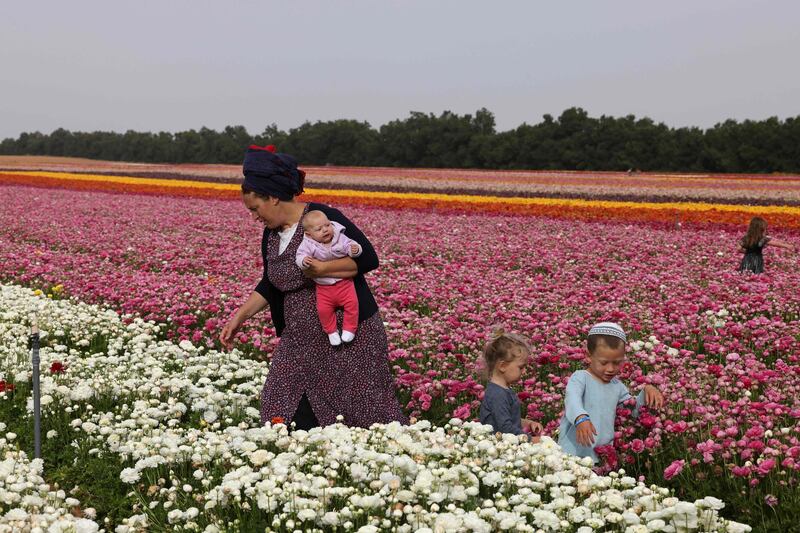An woman accompanied by a baby and children picks ranunculus blooms. AFP
