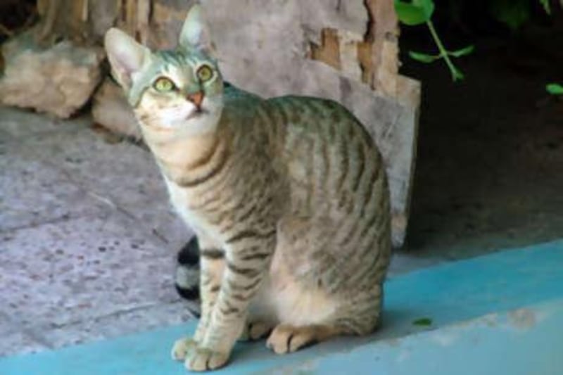 An Arabian Mau cat which has been officially recognised as an indigenous cat to the UAE.