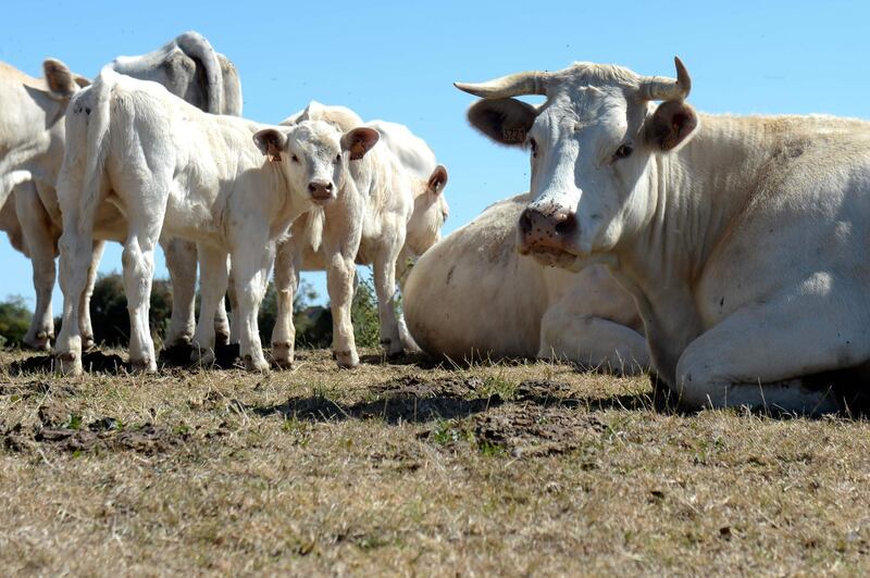 Charolais cattle grazes on a dry meadow at a livestock farm in Nouan, northwestern France. AFP
