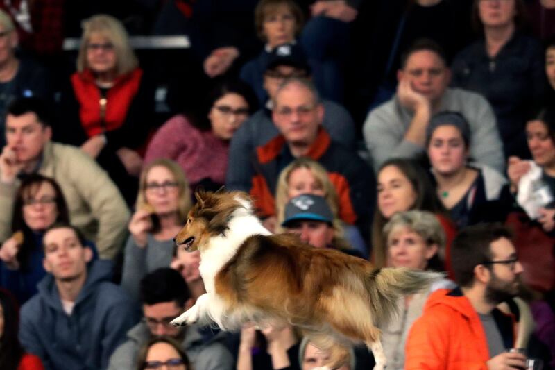 Ditto the Shetland sheepdog mid-jump. Photo: AP