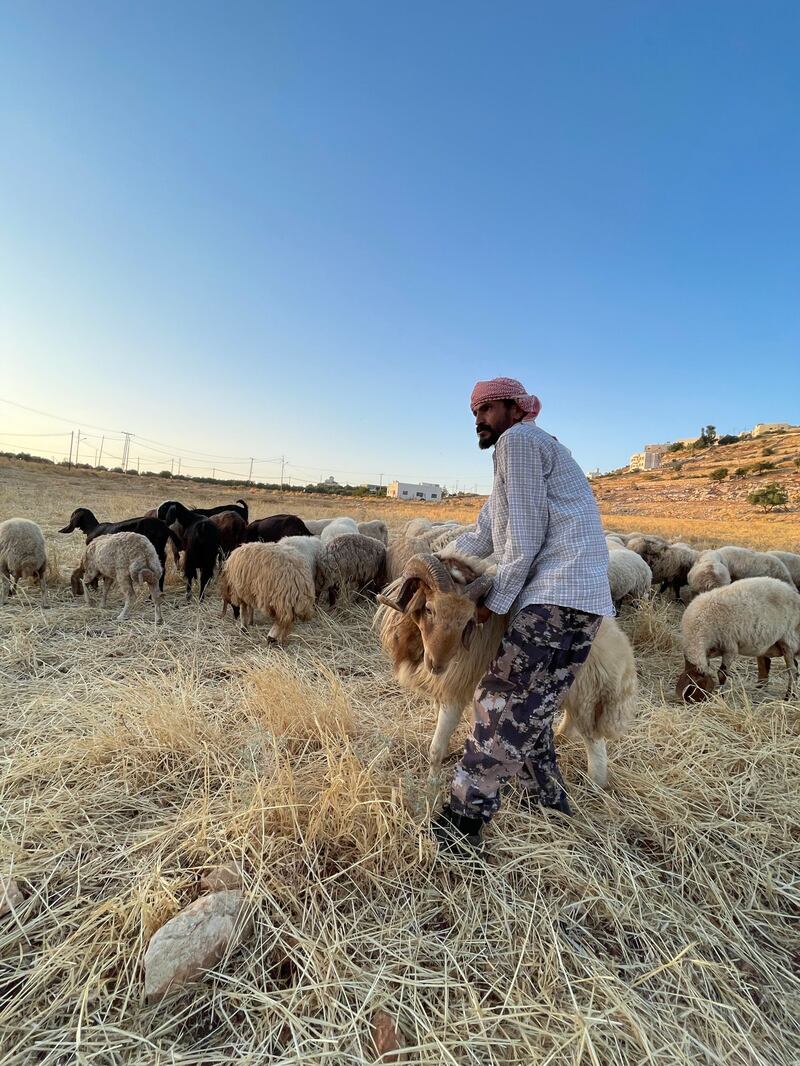 Mr Al Hadidi tends to a flock of sheep and goats owned by a local farmer in Al Salt. 