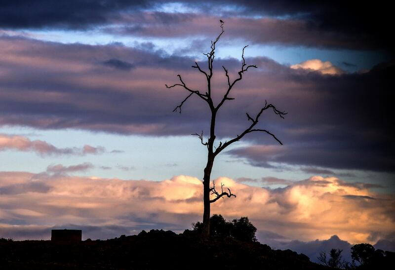 A water tank next to a dead tree with a bird sitting atop stands in a drought-effected paddock on the outskirts of Dubbo. Getty Images