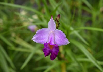 The orchid is Singapore's national flower. Photo: Ronan O'Connell