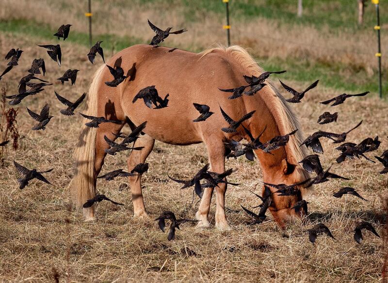 An Icelandic horse is surrounded by starlings as it grazes on the meadow of a stud in Wehrheim near Frankfurt, central Germany.  AP