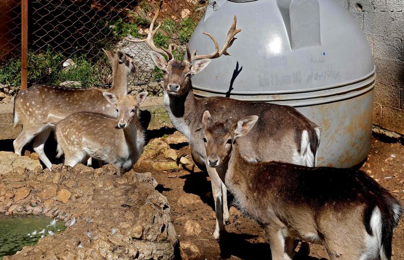 The Animal Encounter conservation centre in Aley, Lebanon, has several deer in its care. As the centre's fame grew, the local council gave it a new 2,100 sq m home in 1997. AFP