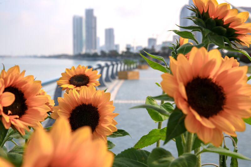 The Sunflower Walkway has opened in Abu Dhabi's Corniche area. Victor Besa / The National